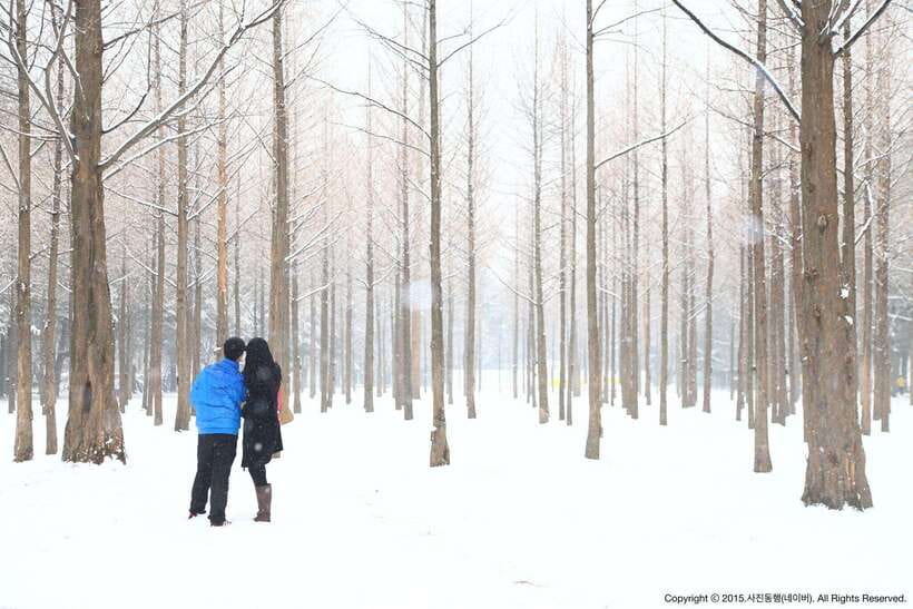 Seoul: Full-Day Winter Trip Ski Resort, Ice Valley, Namiseom - Who this winter trip suits best