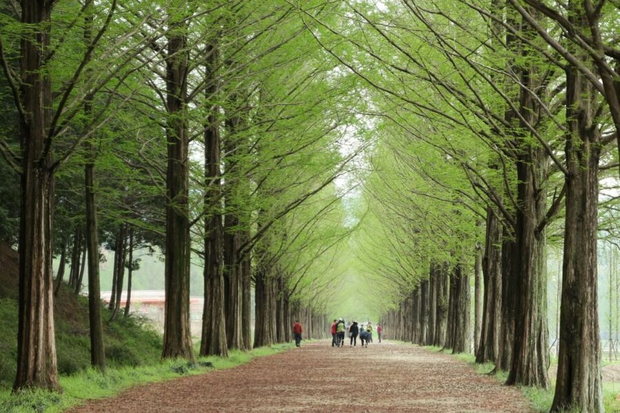Seoul: Gangwon-do Day Trip with Alpaca World & Nami Island - Key highlights worth planning around
