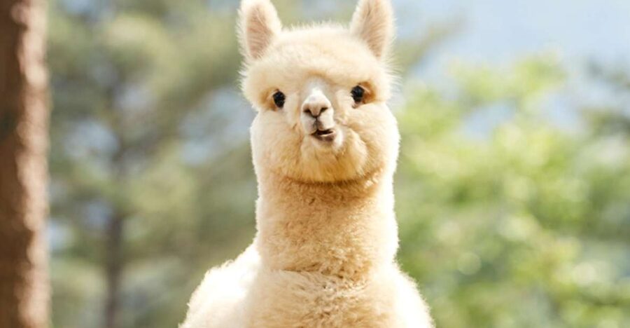Seoul: Gangwon-do Day Trip with Alpaca World & Nami Island - Alpaca World: the cutest start, with real structure