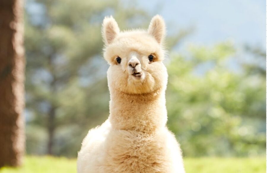 Seoul: Gangwon-do Day Trip with Alpaca World & Nami Island - Nami Island: the tree-lined walk that makes time fly