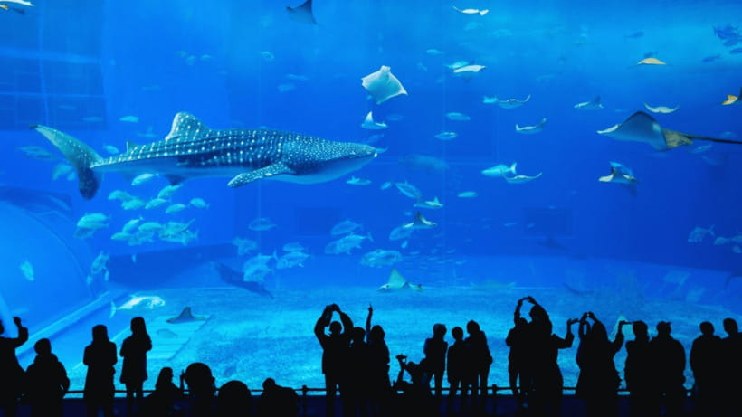 Seoul: Lotte World Aquarium Ticket - Key highlights you’ll actually feel during your visit
