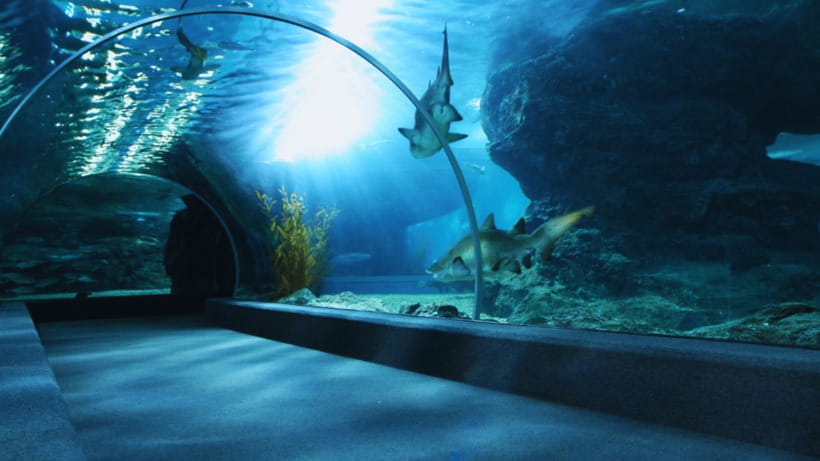 Seoul: Lotte World Aquarium Ticket - First look: a 25-meter tank and an indoor walk that feels outdoors