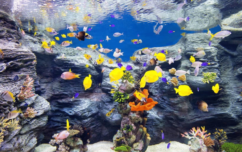 Seoul: Lotte World Aquarium Ticket - Ticket reality check: e-ticket, physical exchange, and what to bring