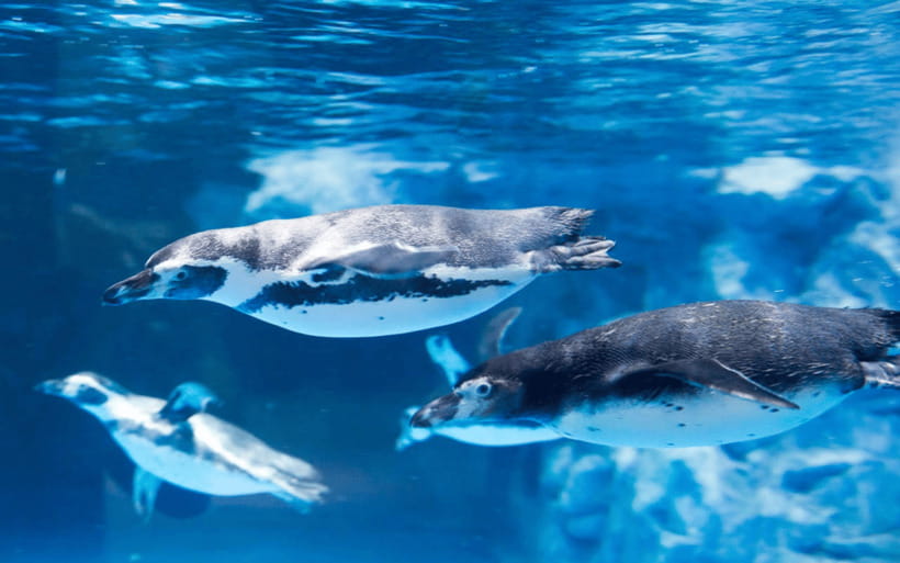 Seoul: Lotte World Aquarium Ticket - Price and value: what $26 buys you in real-world aquarium time
