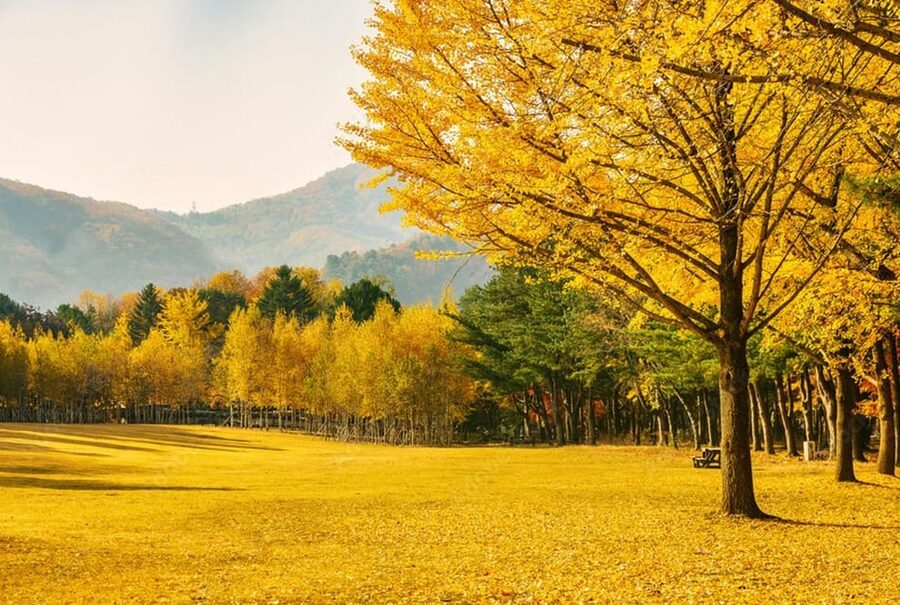 Seoul: Mt. Seorak & Nami Island & Eobi Ice Valley Day Tour - Should You Book This Seoul to Seorak, Nami Island, and Eobi Ice Valley Day Tour?