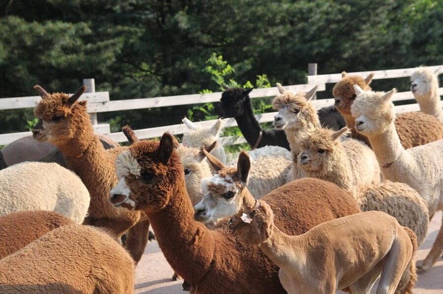 Seoul: Mt. Seorak & Nami Island & Eobi Ice Valley Day Tour - Nami Island with 3 Hours: Tree-Lined Paths, Photo Spots, and Freedom