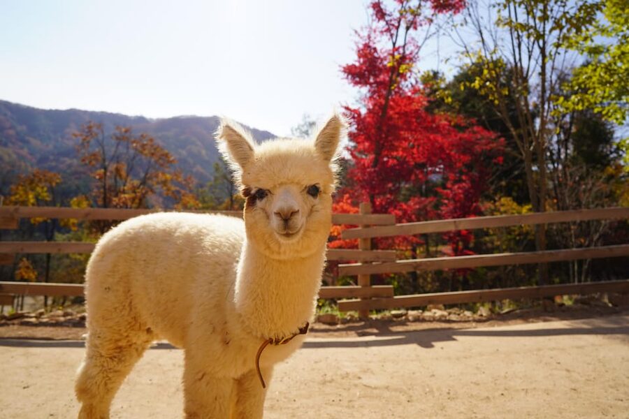 Seoul: Mt. Seorak & Nami Island & Eobi Ice Valley Day Tour - The Guide Factor: Why Michael and Andrew’s Experiences Point to a Real Variable