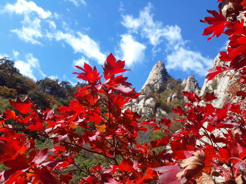Seoul: Mt.Seorak, Nami Island & Korean Garden, No Shopping - Price and Value: What $95 Buys You in Real Terms
