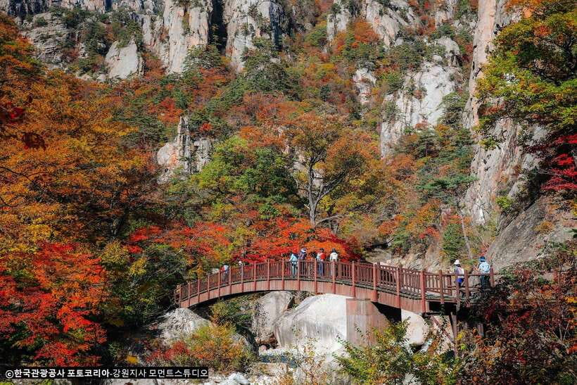 Seoul: Mt.Seorak, Nami Island, No Shopping(+RailBike Option) - The Nami Island ferry day: photos, calm, and the river walk effect