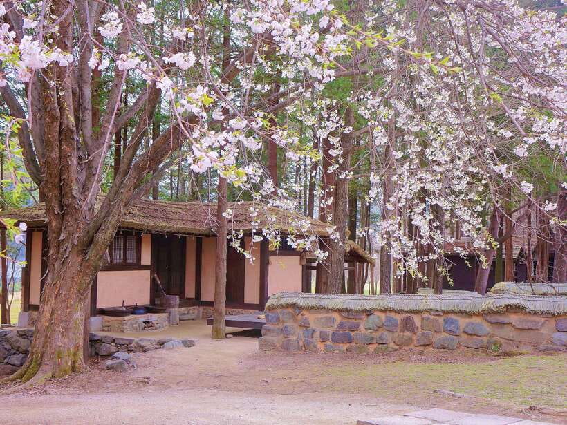 Seoul: Mt.Seorak, Nami Island, No Shopping(+RailBike Option) - Final call: should you book?