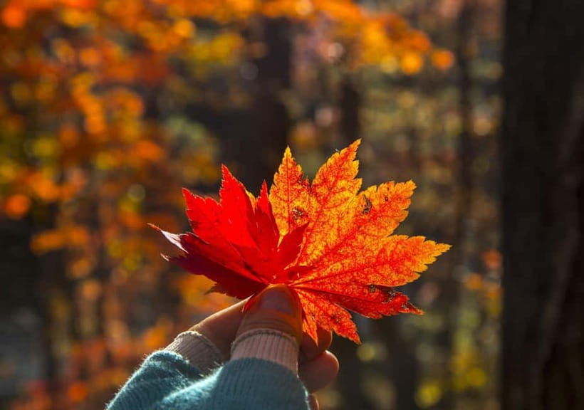 Seoul: Mt. Seoraksan National Park Autumn Foliage Day Tour - Autumn foliage and photo strategy that doesn’t waste your time