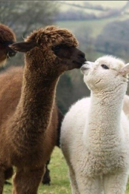 Seoul: Nami and K-Garden with Optional Alpaca Winter Tour - A Seoul day trip with real winter scenery, not just stops