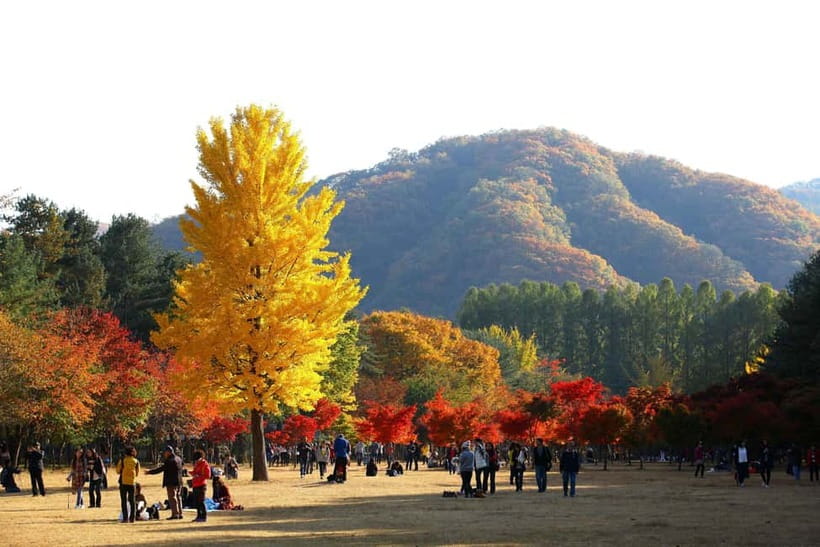 Seoul: Nami Island, Alpaca World, Morning Calm Garden - Price and What You Get for the Money