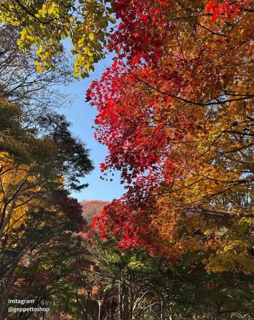 Seoul: Nami Island, Alpaca World, Morning Calm Garden - Who This Tour Fits Best (And Who Might Want a Different Day)