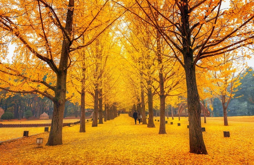 Seoul: Nami Island and Garden of Morning Calm opt Railbike - Timing and pacing in a 10 to 12 hour day