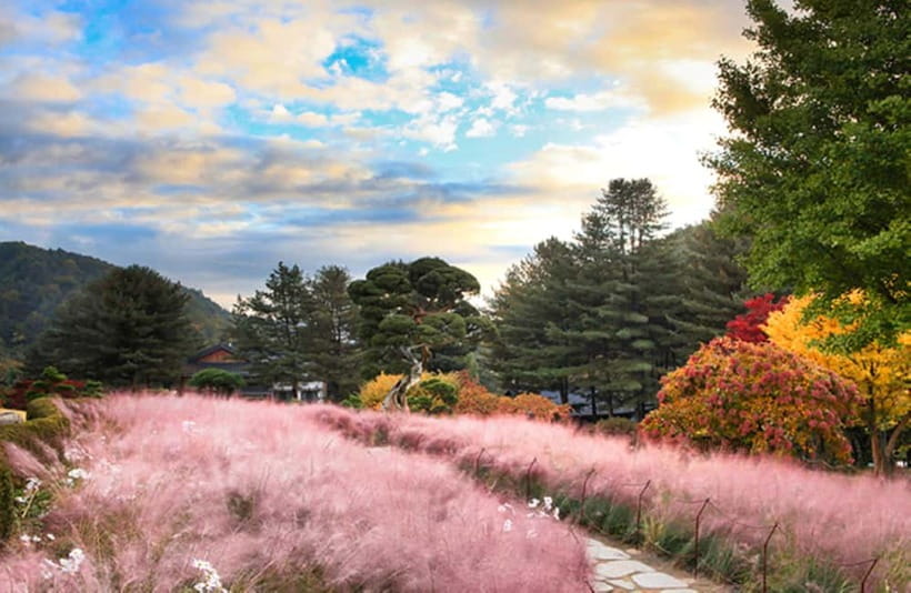 Seoul: Nami Island and Garden of Morning Calm (+Railbike) - How the full day flows: coach time, free time, and photo windows