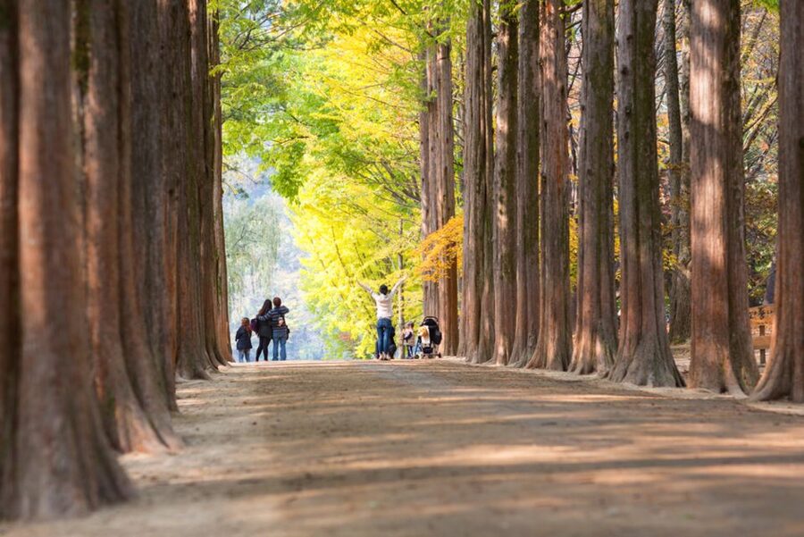 Seoul: Nami Island, Garden and Petite France with Railbike - Who should book this, and who should skip it