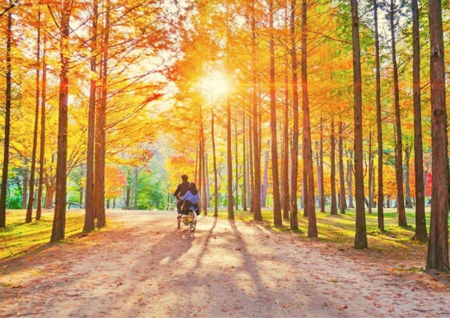 Seoul: Nami, Petite France, Italian Village, Railbike Option - Key highlights worth planning around