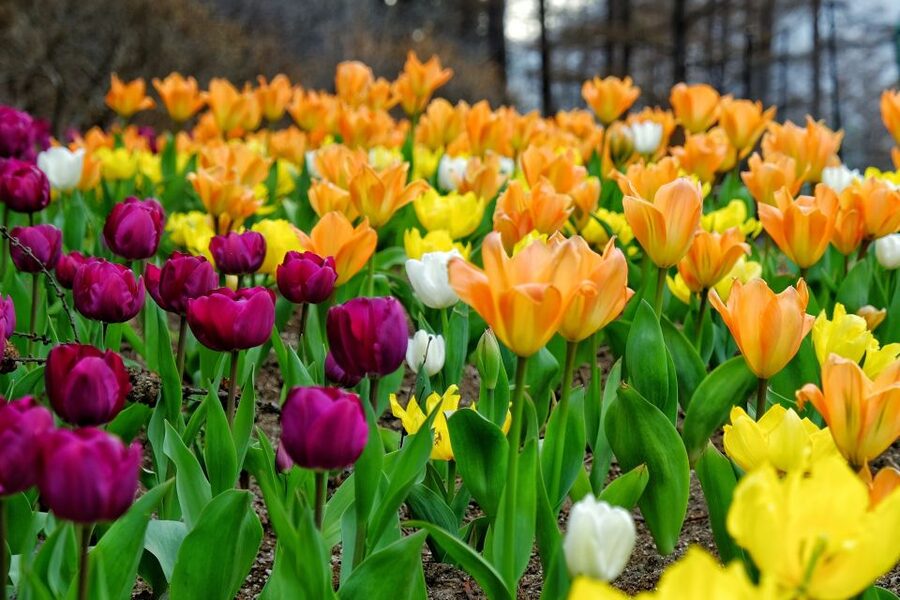 Seoul: Private Customizable Tour to Nami Island and More - Nami Island free time: how to make 1 big stop feel like 3