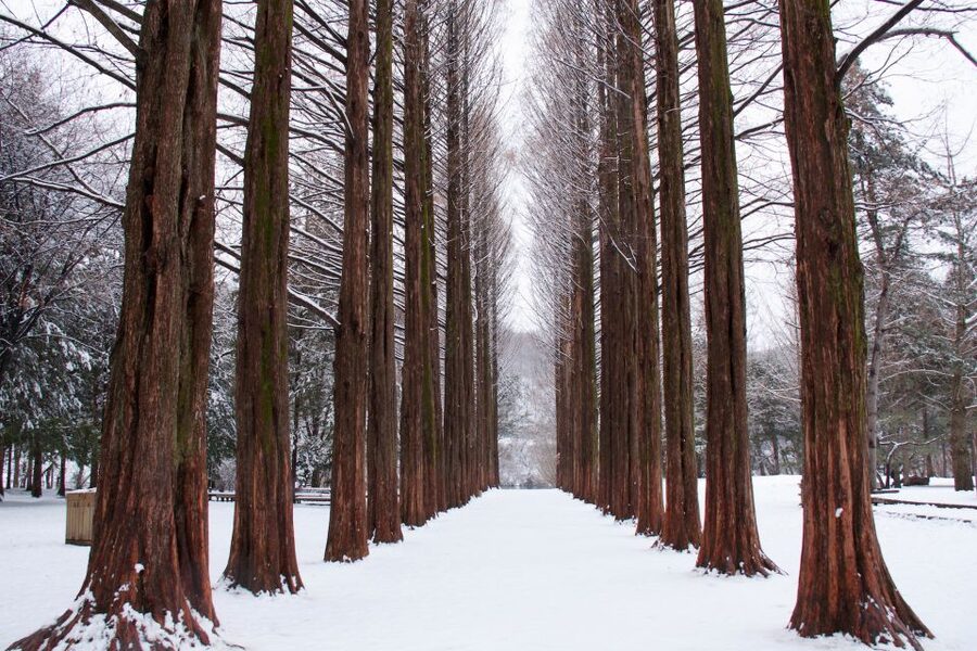Seoul: Private Customizable Tour to Nami Island and More - Choosing Petite France: French village charm with Korean twists