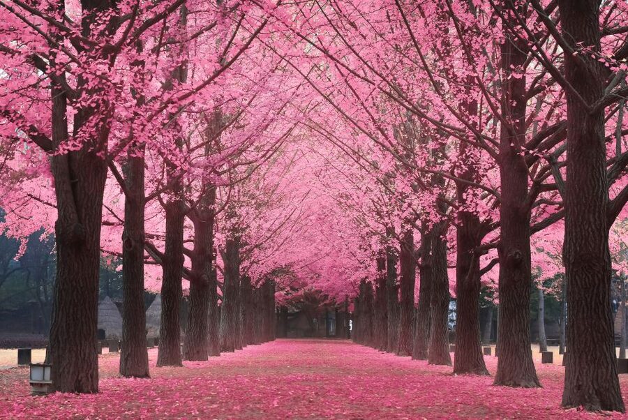 Seoul: Private Customizable Tour to Nami Island and More - Picking the Garden of Morning Calm for slower walking and calmer photos
