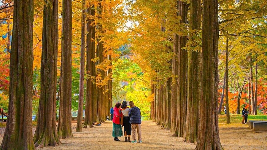 Seoul: Private Tour to Nami Island, Garden, Petite France - Guides and Ride Quality: When It Matters, It Shows