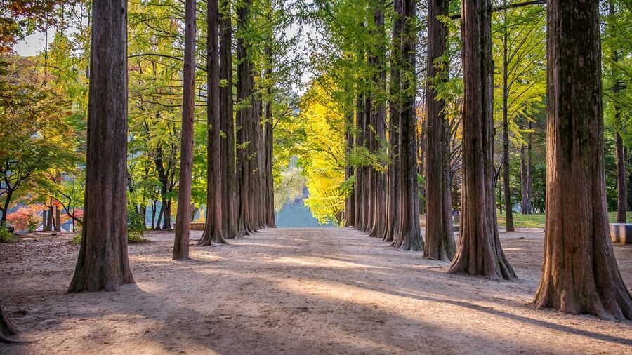 Seoul: Private Tour to Nami Island, Garden, Petite France - Who This Private Tour Suits Best (and Who Might Want a Different Plan)