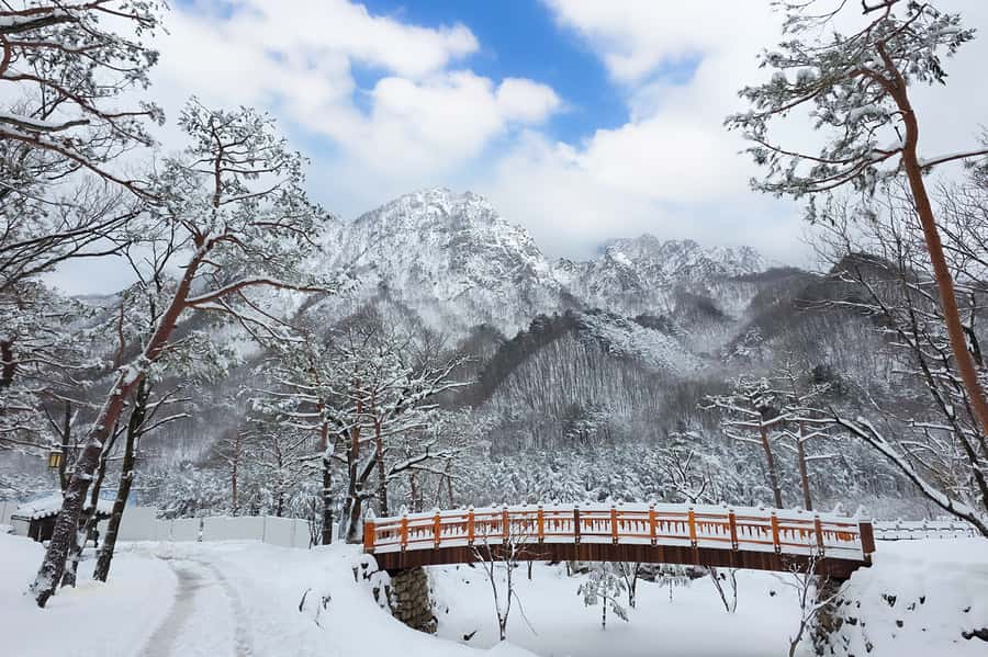 Seoul: Seorak Mountain+Nami Island+Eobi Ice Valley Tour - Nami Island in snowy light: ferry time and film-famous charm