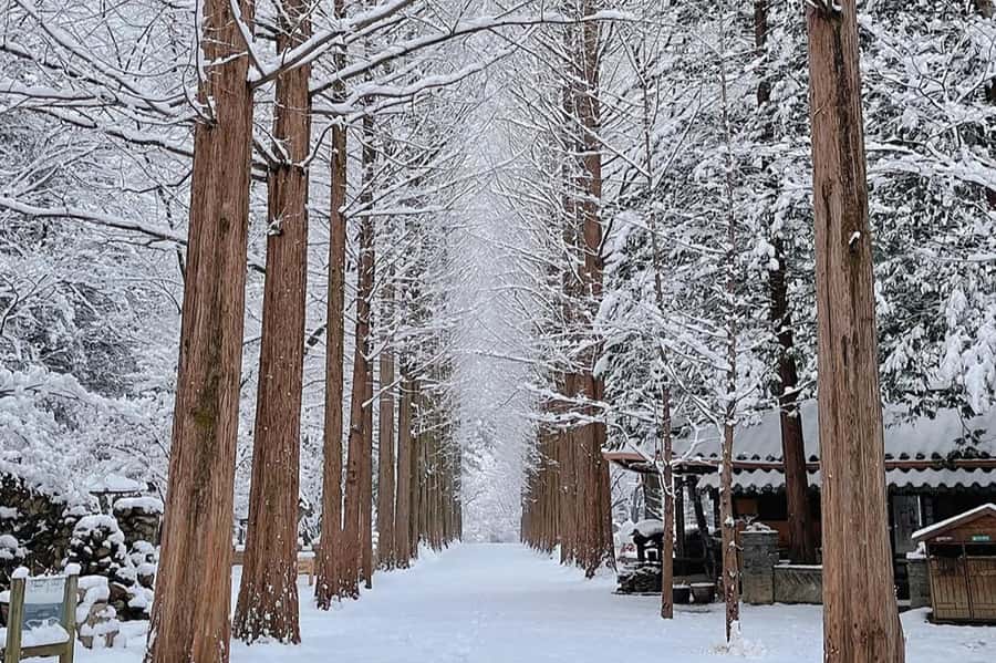 Seoul: Seorak Mountain+Nami Island+Eobi Ice Valley Tour - What is included for $79, and what you should budget for