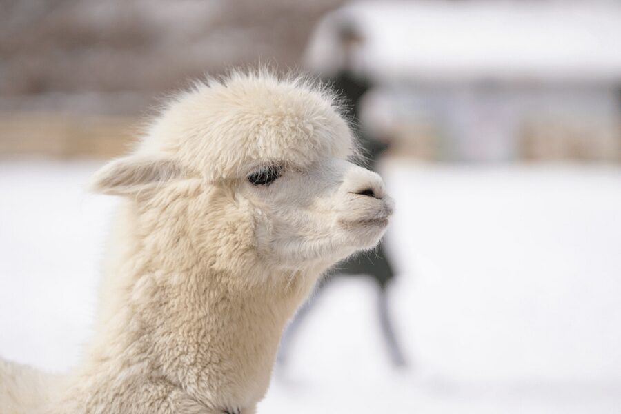 Seoul: SnowyLand in Vivaldi Park with Nami or Alpaca - Nami Island in winter: tree-lined paths and a quiet riverside stroll