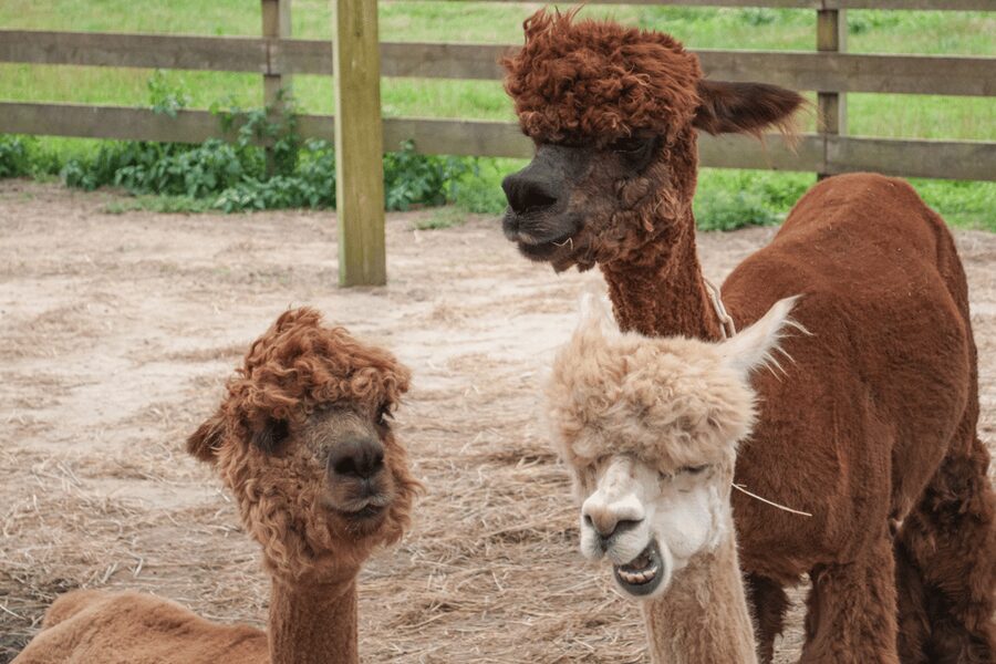 Seoul: SnowyLand in Vivaldi Park with Nami or Alpaca - Price and what you get for about $70 per person