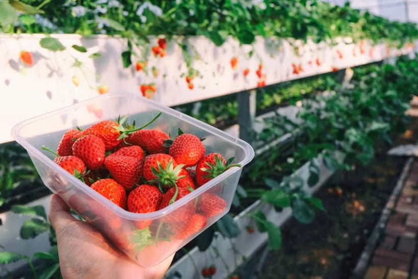 Seoul: Strawberry Picking & Eobi Ice Valley & Nami Island - Strawberry picking in the Yangpyeong area: what the farm portion feels like