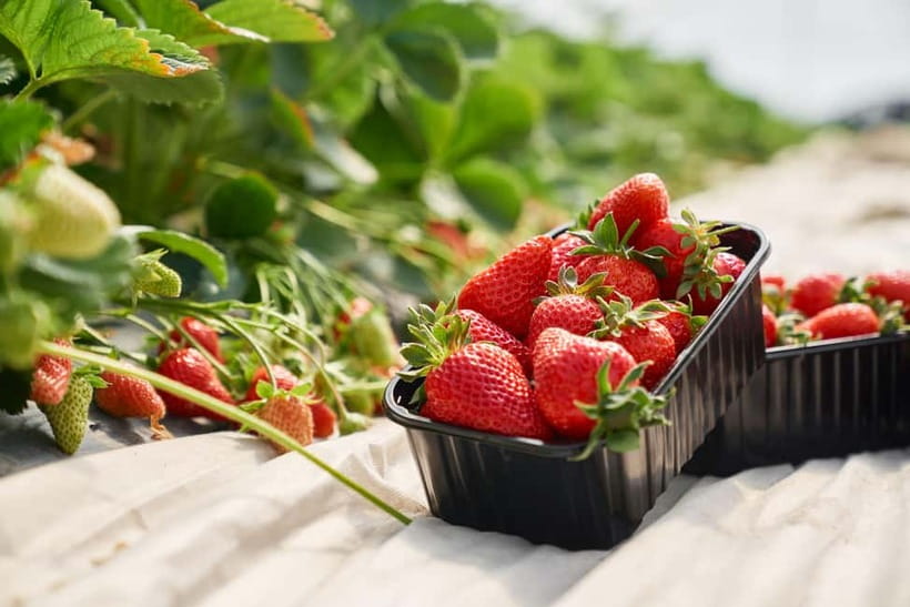 Seoul: Strawberry Picking & Eobi Ice Valley & Nami Island - Gangchon Rail Park railbike: the snowy countryside ride people keep talking about