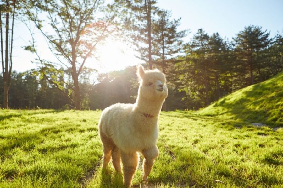 Seoul: The Painter Show with Nami Island or Alpaca World - Final call: should you book The Painter Show with Nami Island or Alpaca World?