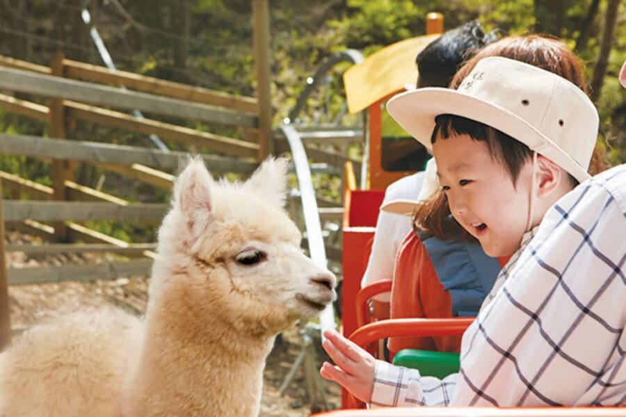 Seoul: The Painter Show with Nami Island or Alpaca World - How the day runs from Seoul: transport, timing, and meeting points