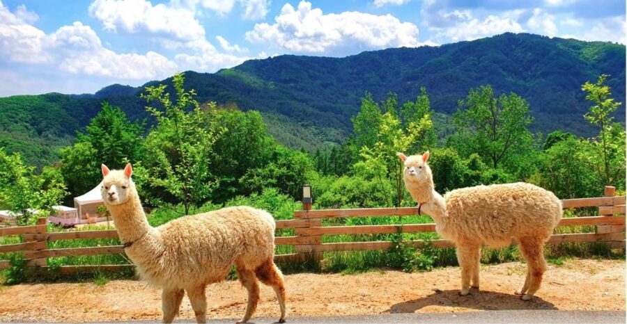 Seoul: The Painter Show with Nami Island or Alpaca World - Who should book this tour, and who might want a different plan
