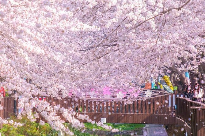 Seoul to Jinhae Cherry Blossom Festival (With Busan Drop-off) - Gyeonghwa Station Cherry Blossom Road: the 800 meters that do the heavy lifting