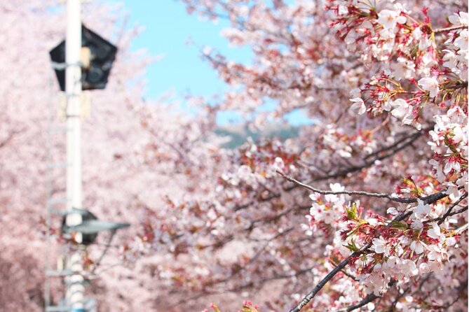 Seoul to Jinhae Cherry Blossom Festival (With Busan Drop-off) - Jinhae Gunhangje Festival: your 3-hour window in Korea’s biggest spring event