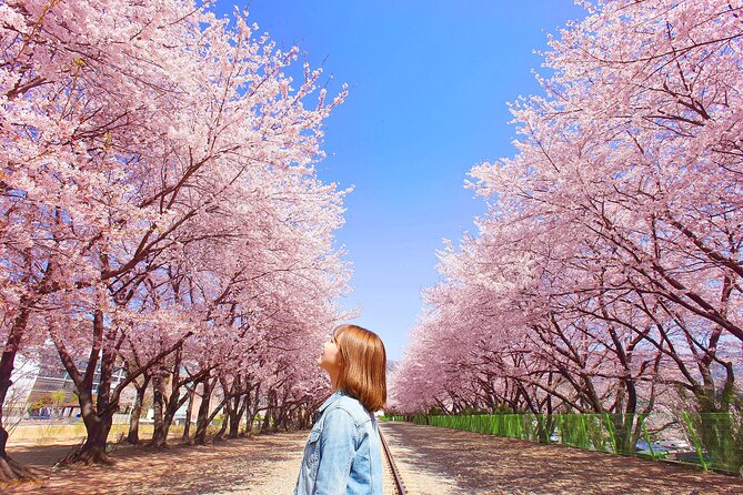 Seoul to Jinhae Cherry Blossom Festival (With Busan Drop-off) - Seoul round trip option: back to your base with predictable drop-off points