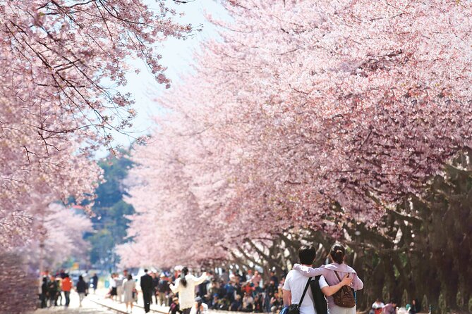 Seoul to Jinhae Cherry Blossom Festival (With Busan Drop-off) - What to pack for a cherry day that runs 12 to 16 hours