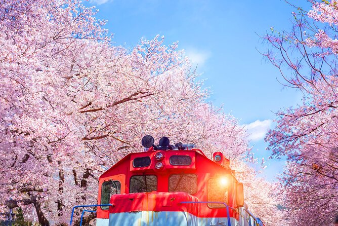 Seoul to Jinhae Cherry Blossom Festival (With Busan Drop-off) - Price and value: paying for the ride, the guide, and the festival time