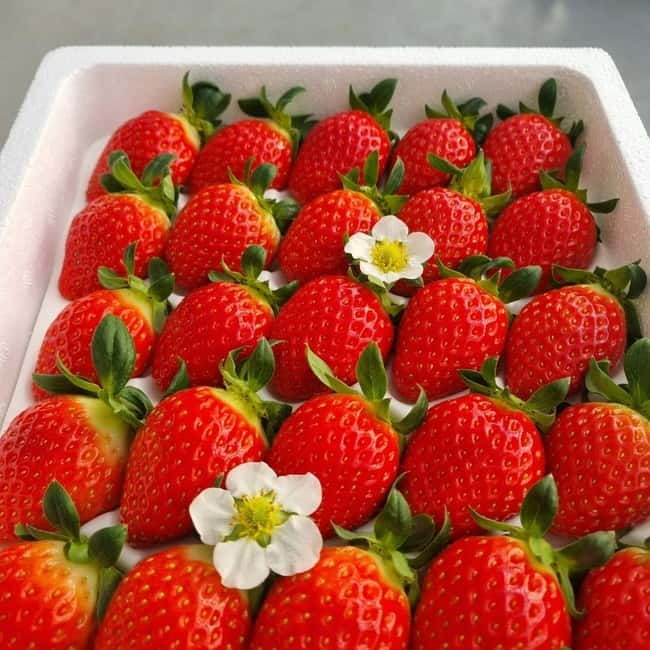 Seoul: Winter Day Tour in Pocheon (+Strawberry Picking) - Key Things You’ll Remember