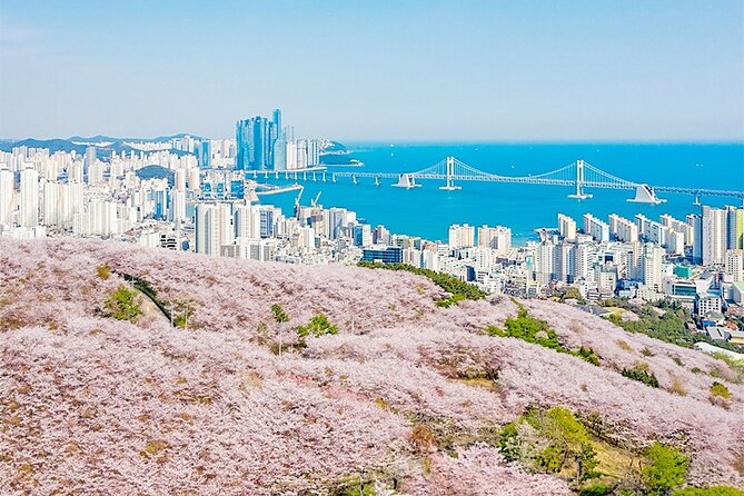 Sky Capsule with Cherry Blossom & Spring Flowers Tour from Busan - Price and What You’re Really Getting for It