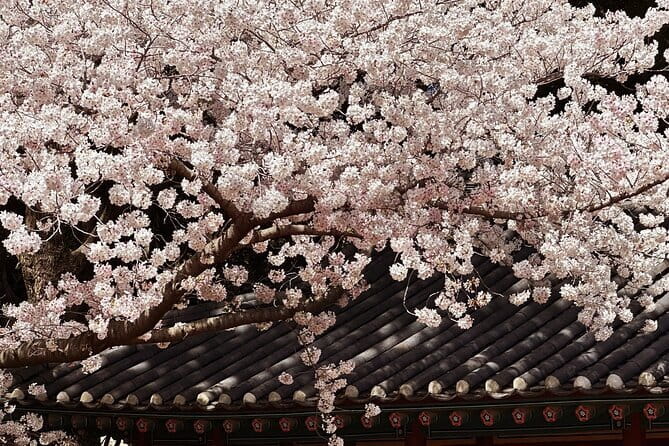 Small Group Tour East Jeju Cherry Blossom & Woman Diver Show - Key highlights worth penciling in