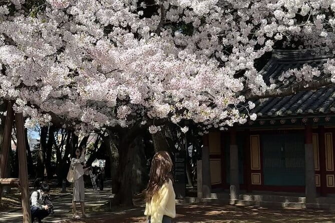 Small Group Tour East Jeju Cherry Blossom & Woman Diver Show - Samsunghyeol: a 200-year tree plus a mythic, solemn atmosphere