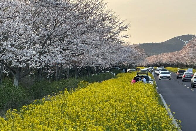 Small Group Tour East Jeju Cherry Blossom & Woman Diver Show - Umutgae Coast woman diver show: song, labor, and catching the day’s meal