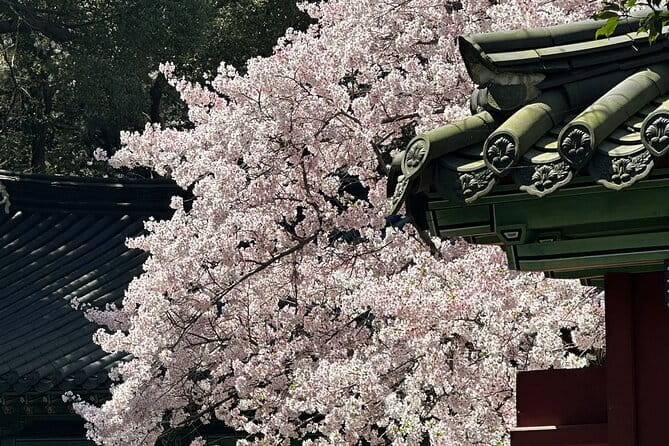 Small Group Tour East Jeju Cherry Blossom & Woman Diver Show - Jeonnonglo Road and the King Cherry Blossom Festival vibe