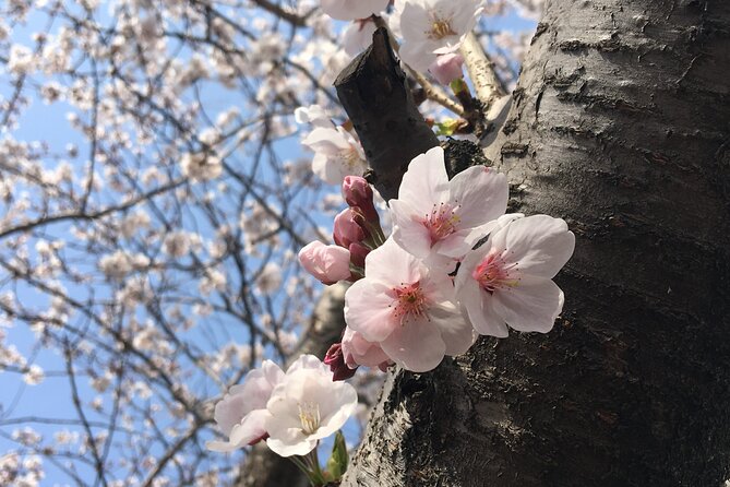 Small Group West Jeju Cherry Blossom and Strawberry Picking Tour - Key Highlights You’ll Feel Right Away