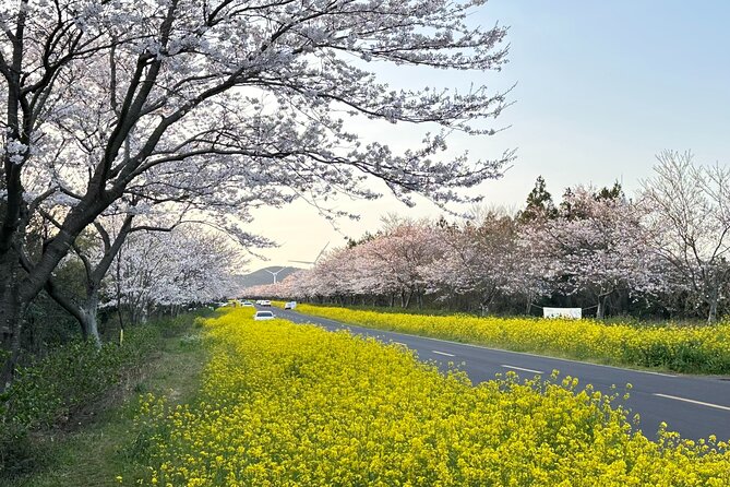 Small Group West Jeju Cherry Blossom and Strawberry Picking Tour - Yerae Eco Park at Daewangsucheon Stream: Where Spring Looks Like a Postcard
