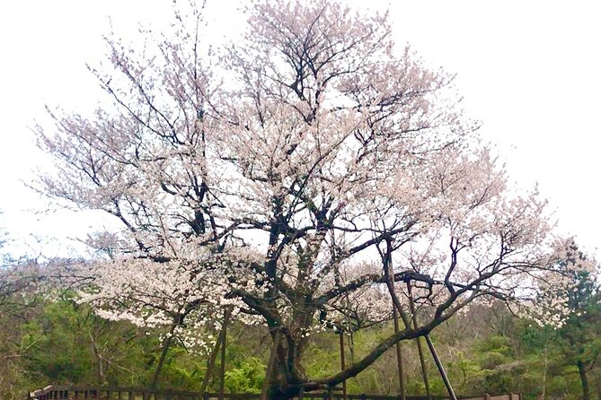 Small Group West Jeju Cherry Blossom and Strawberry Picking Tour - How a 9-Hour Day Actually Fits Together